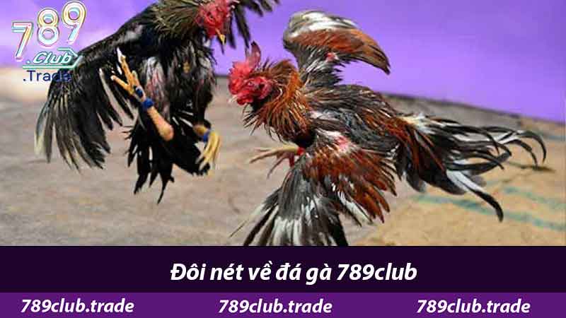 Đá Gà 789Club - Cổng Game Xanh Chín Chọi Gà Hấp Dẫn 1 Đôi nét về đá gà 789club